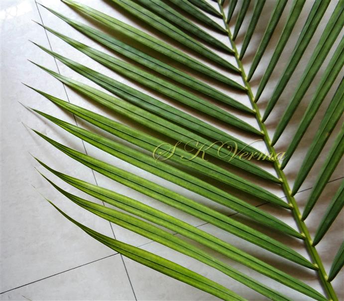  Leaf-Adaxial surface